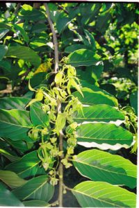 Comores 1ere mission Fevrier-011