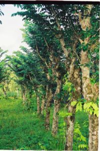 Comores 1ere mission Fevrier-031